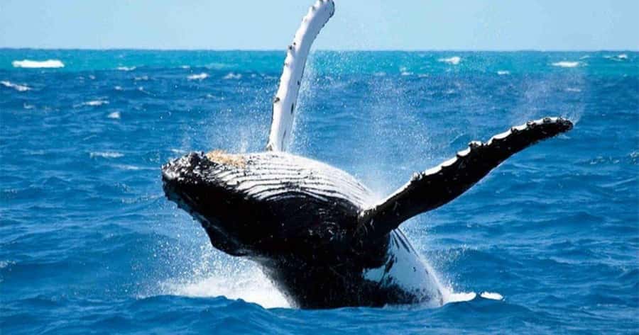 Maui: Molokini Snorkel and Whale Watching Tour - 2.5 hours - The Molokini Crater Snorkel: What You Should Expect to See