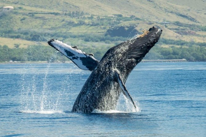 Maui: Original Sunset Cruise with Open Bar from Ka’anapali Beach - What the 2-Hour Cruise Feels Like on Maui’s West Side