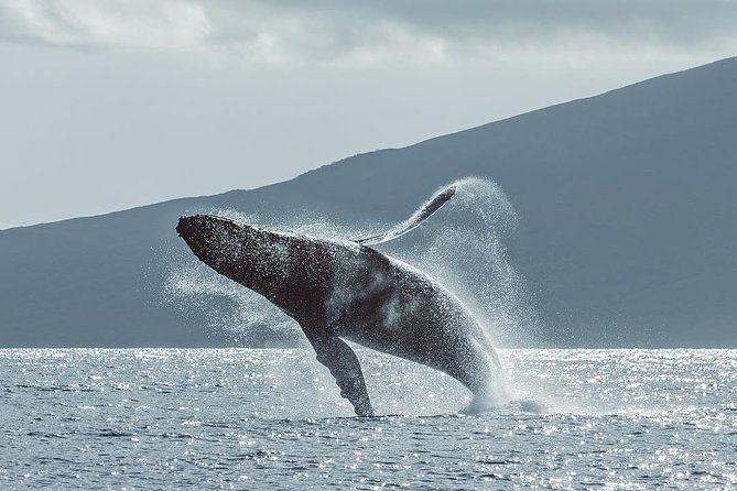 Maui: Original Sunset Cruise with Open Bar from Ka’anapali Beach - Drinks, Pupus, and the Kind of Food You’ll Be Happy About