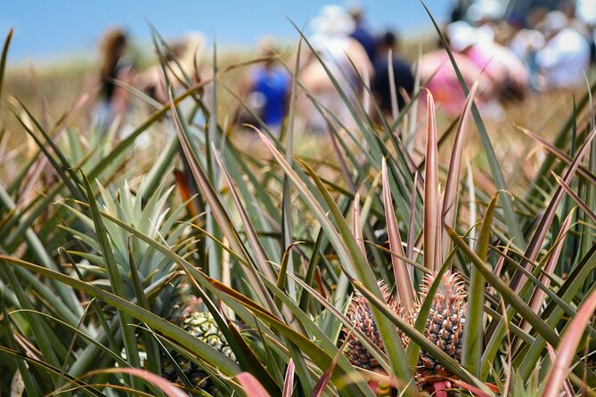 Maui Pineapple Farm Tour in Haliimaile - The Packing Facility Stop: How the Farm Turns into the Grocery Store