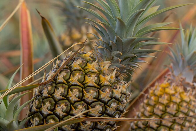 Maui Pineapple Farm Tour in Haliimaile - The Maui Gold Sampling: What to Pay Attention to While You Taste