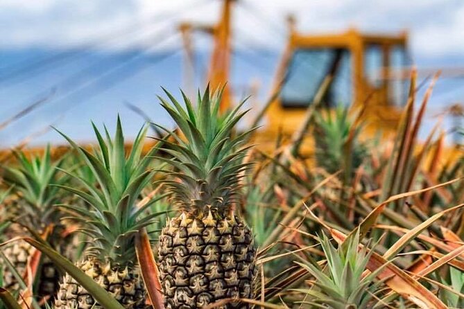 Maui Pineapple Farm Tour in Haliimaile - Guide Style and Group Size: Why Small Tours Often Land Better