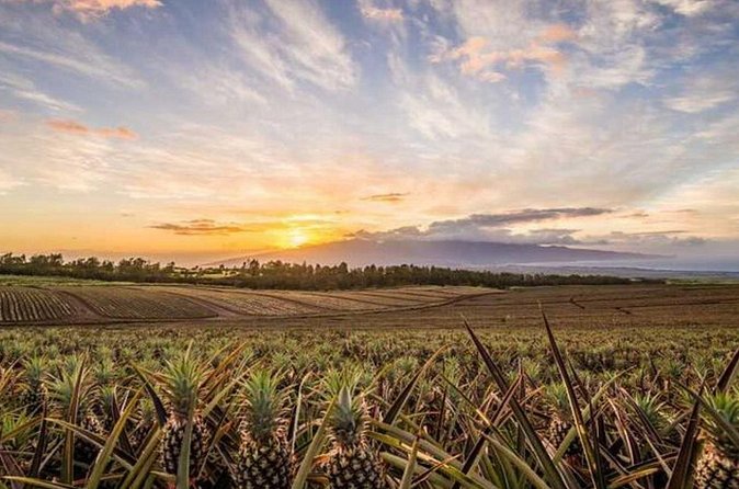 Maui Pineapple Tour: Farm and Feast Experience - The Maui Pineapple Store stop: easy browsing before dinner