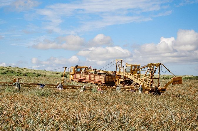 Maui Pineapple Tour: Farm and Feast Experience - Practical tips so your evening runs smoothly