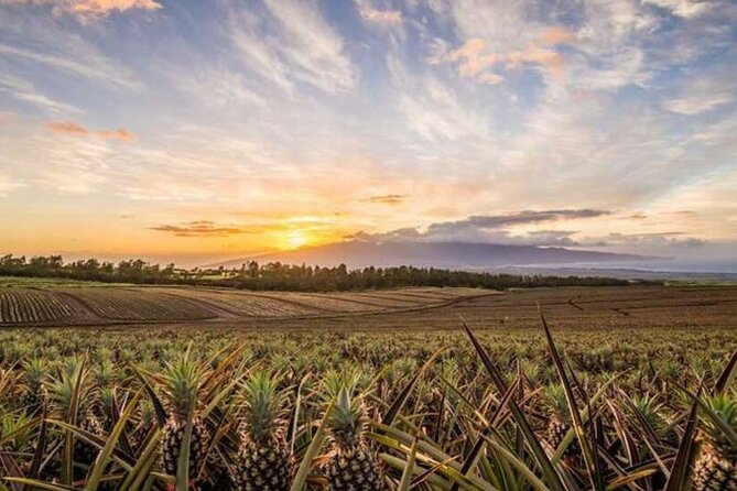 Maui Pineapple Tour: Farm and Feast Experience - Maui Gold Pineapple Farm: what the guided field walk gives you