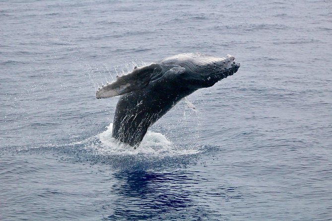 Maui Premium Sunset Dinner Cruise & Whale Watch - Entering the Maalaea Harbor scene for whales and dinner