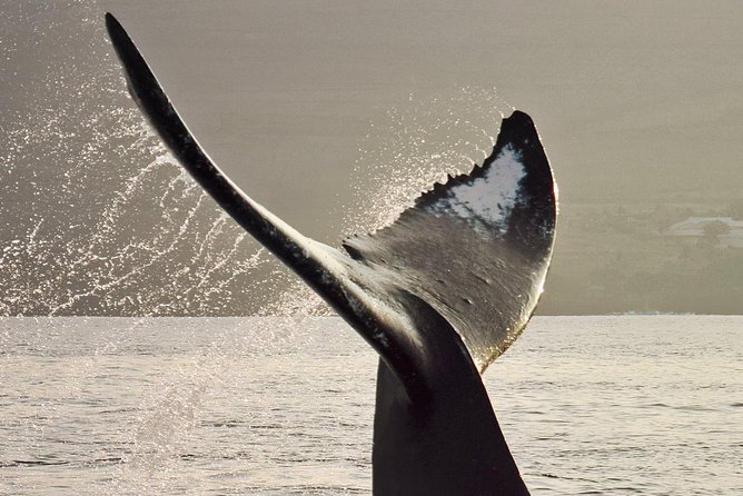 Maui Premium Sunset Dinner Cruise & Whale Watch - The 4-course dinner plus drinks: why the meal matters here