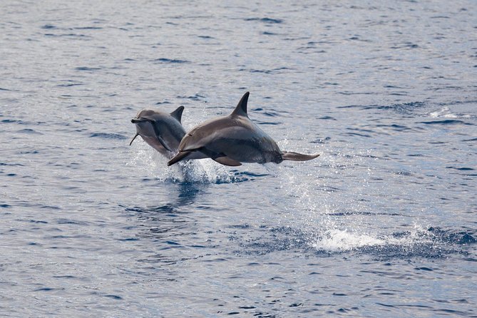 Maui Premium Sunset Dinner Cruise & Whale Watch - Whale watching with live naturalist commentary, not just spotting