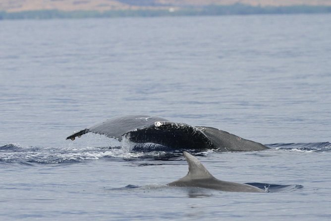 Maui Premium Sunset Dinner Cruise & Whale Watch - Sunset scenery: Lanai and Molokai are part of the point