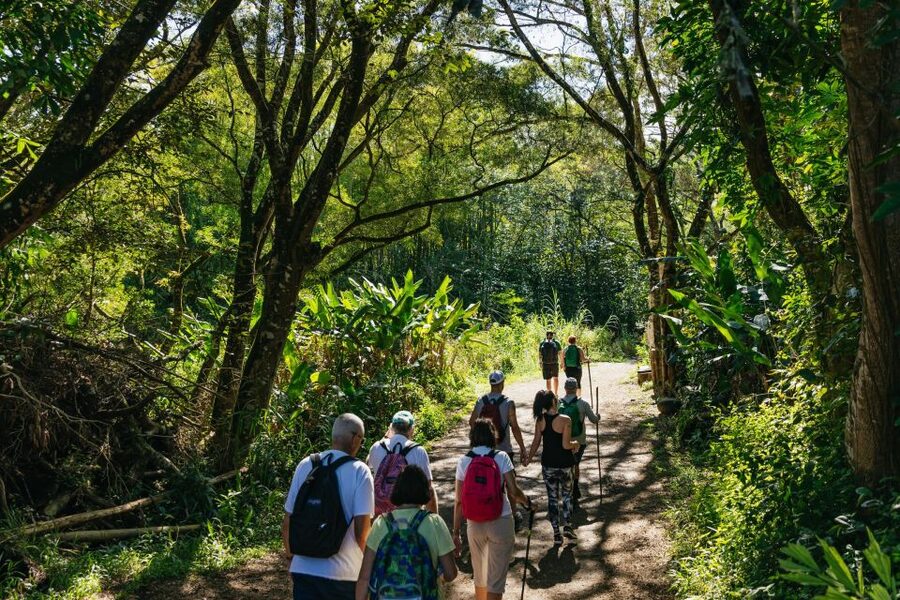 Maui: Rainforest Waterfalls Guided Hike with Picnic Lunch - Safety and Pacing: What to Expect When the Rocks Are Slippery