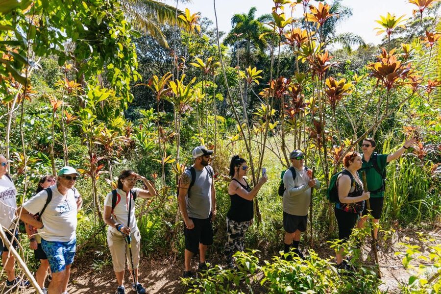 Maui: Rainforest Waterfalls Guided Hike with Picnic Lunch - Naturalist Guide Moments: Ti Leaf, Bamboo, Taro, and Fruit When in Season