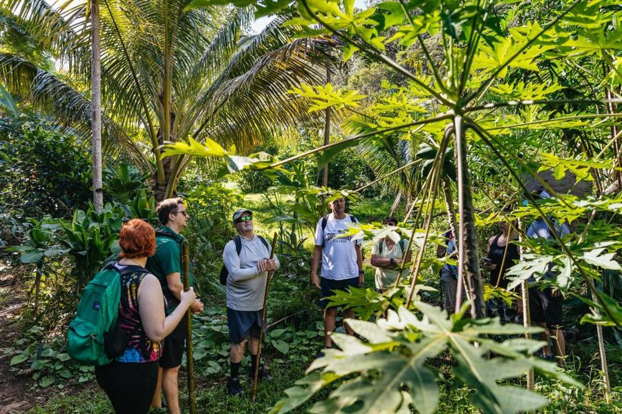 Maui: Rainforest Waterfalls Guided Hike with Picnic Lunch - Price and Value: Where the $187 Ticket Makes Sense