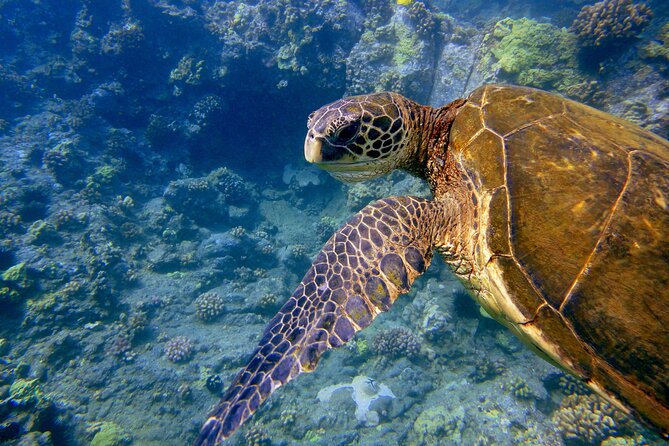 Maui's Only Clear Bottom Kayak Rental (priced per tandem kayak) - Your Lesson and Route Time: Launch Help, Then 2 Hours to Paddle