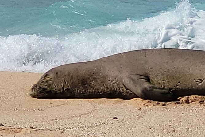 Maui's Only Clear Bottom Kayak Rental (priced per tandem kayak) - Timing, Crowds, and Why 2 Hours Feels Like Plenty
