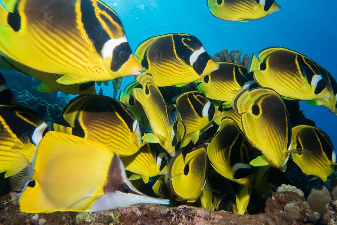 Maui Scuba Diving Introductory Lesson from Lahaina - The 45-Minute Shore Class: Mask, Regulator, Buoyancy, and Calm Breathing