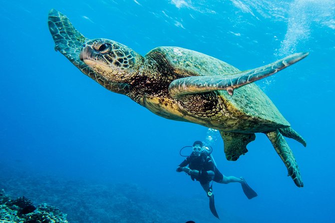 Maui Scuba Diving Introductory Lesson from Lahaina - Where You’ll Go (and Why Each Spot Matters)