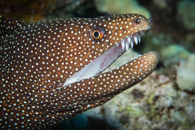Maui Scuba Diving Introductory Lesson from Lahaina - Instructor Quality: Small Group Attention Makes or Breaks Your First Hour