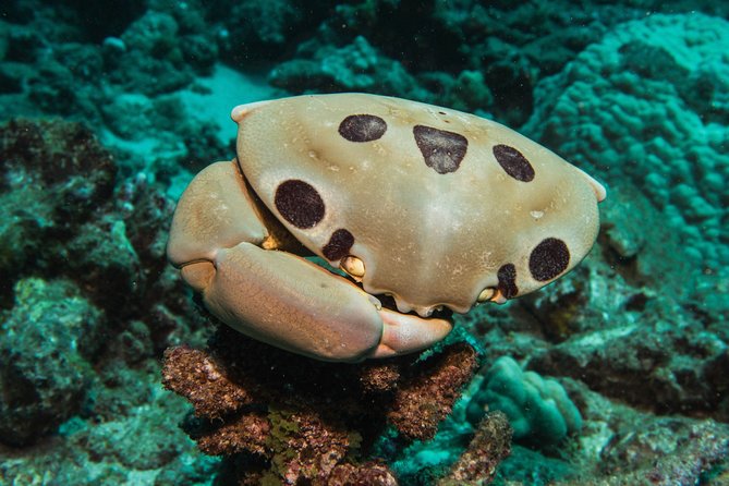 Maui Scuba Diving Introductory Lesson from Lahaina - Ear Pressure and Equalizing: The One Skill You Should Take Seriously
