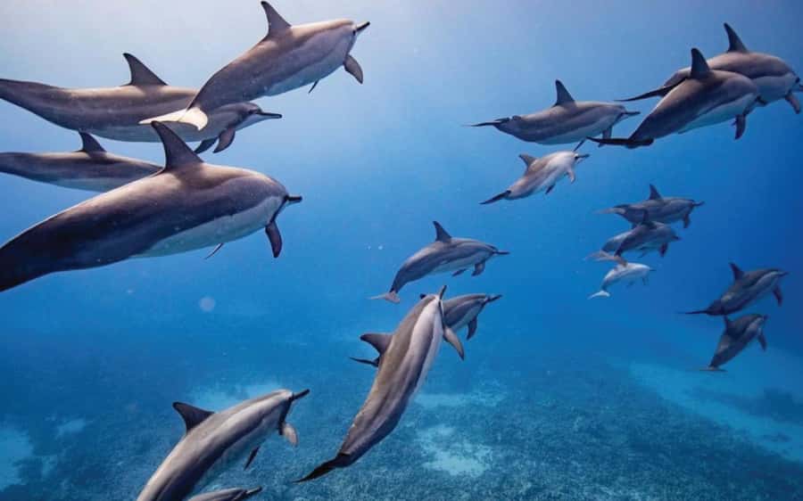 Maui: Semi-Private Eco-Raft Lanai Snorkel & Dolphin Tour - Semi-Private Lanai Snorkeling Without the Big-Tour Feel