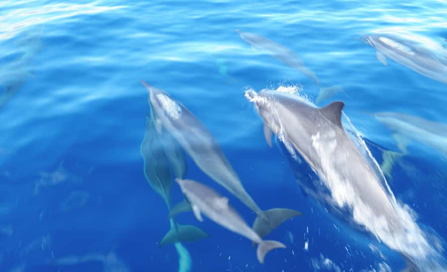 Maui: Semi-Private Eco-Raft Lanai Snorkel & Dolphin Tour - Dolphins, Plus the Wildlife You Might See on the Way