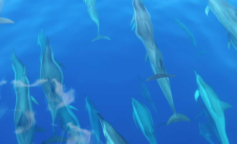 Maui: Semi-Private Eco-Raft Lanai Snorkel & Dolphin Tour - Should You Book This Maui to Lanai Eco-Raft Snorkel Tour?
