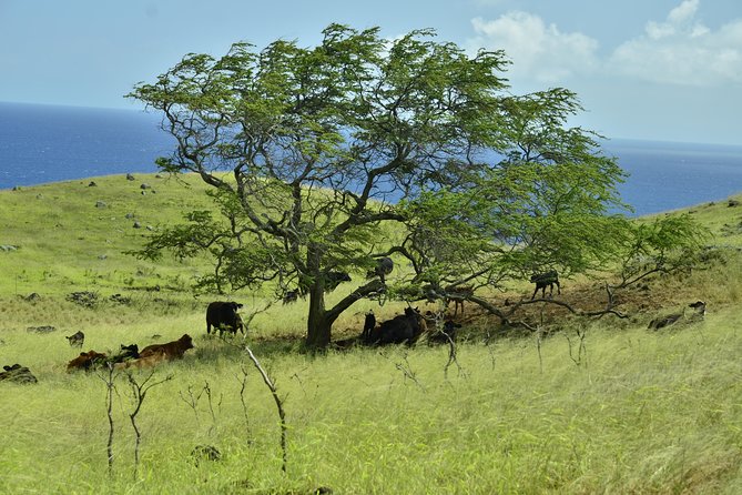 Maui Shore Excursions : Road to Hana With Pickup & Lunch - Who Should Book This Hana Day (and Who Should Skip It)