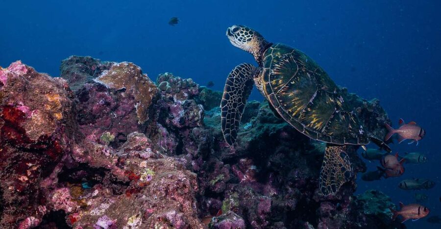 Maui: Small Group Shark & Turtle Scuba Dive from Shore - Key things to know before you go