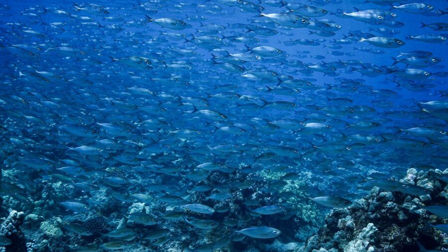 Maui: Small Group Shark & Turtle Scuba Dive from Shore - Meet the PADI-certified guide and get moving from 1223 Front St