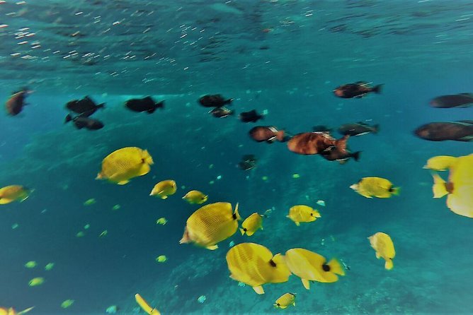 Maui Snorkel Adventure: Molokini Crater and Turtle Cove - Lunch, Snacks, and Non-Alcoholic Drinks: Simple, Solid Energy