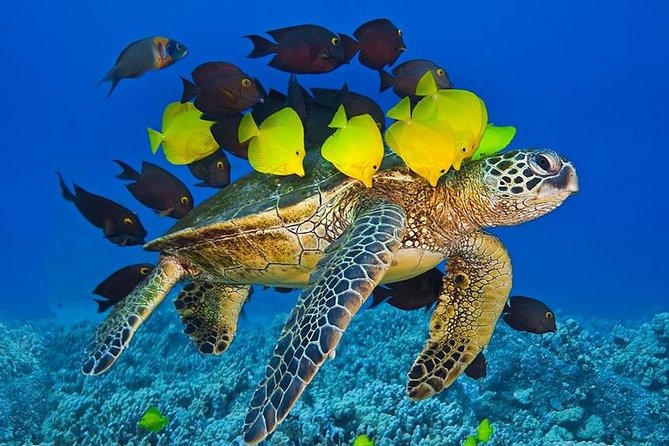 Maui Snorkel Adventure: Molokini Crater and Turtle Cove - Getting the Gear Right: What’s Included and What You Should Bring