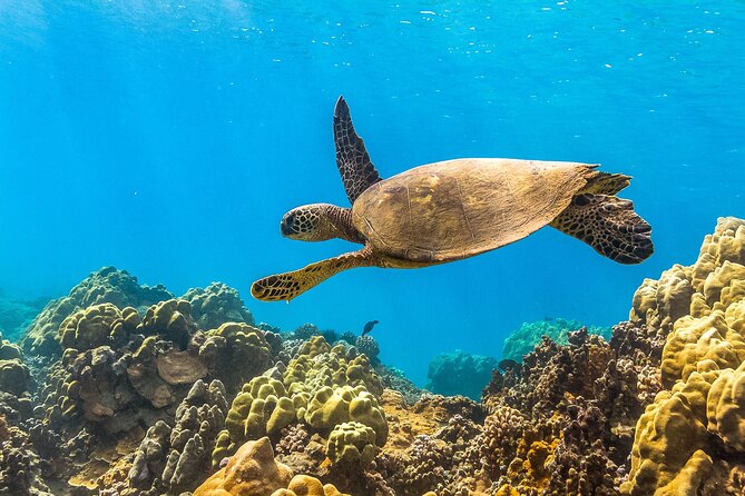 Maui Snorkel and Sunset Sail - The food and sunset sail moment: how this tour keeps energy up