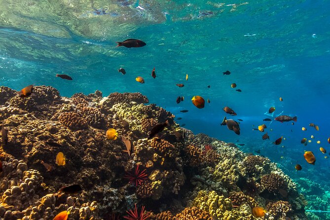 Maui Snorkel and Sunset Sail - BYOB rules you can follow without stress