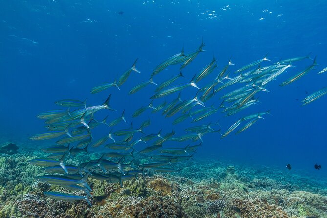 Maui Snorkel and Sunset Sail - Who should book this Maui snorkel and sunset sail