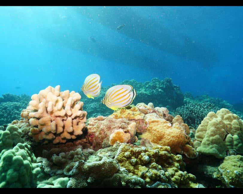 Maui: Snorkel Tour to Coral Gardens - Key things to love about Four Winds snorkel at Coral Gardens