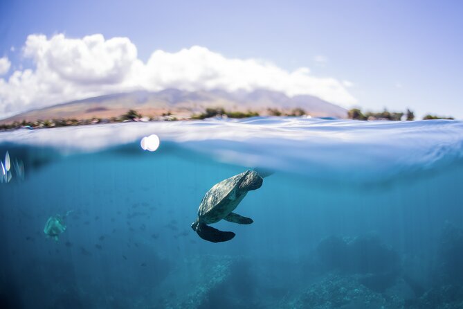 Maui Snorkeling Boat Tour to Turtle Town Aboard Quicksilver - Quicksilver on Ma’alaea: the boat that keeps kids happy