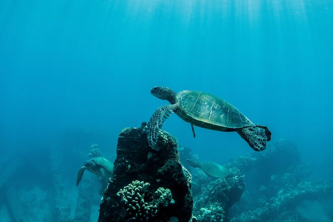 Maui Snorkeling Boat Tour to Turtle Town Aboard Quicksilver - Lunch, drinks, and the question everyone asks: is it worth $99.95?