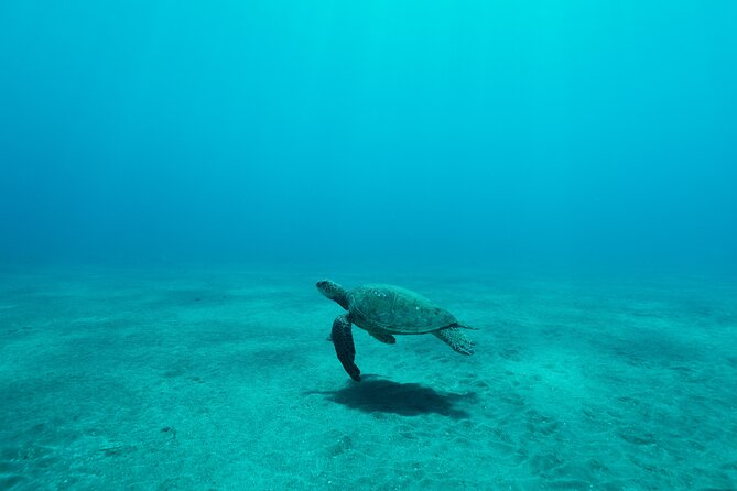 Maui Snorkeling Boat Tour to Turtle Town Aboard Quicksilver - Meeting point and parking: the part you should not rush