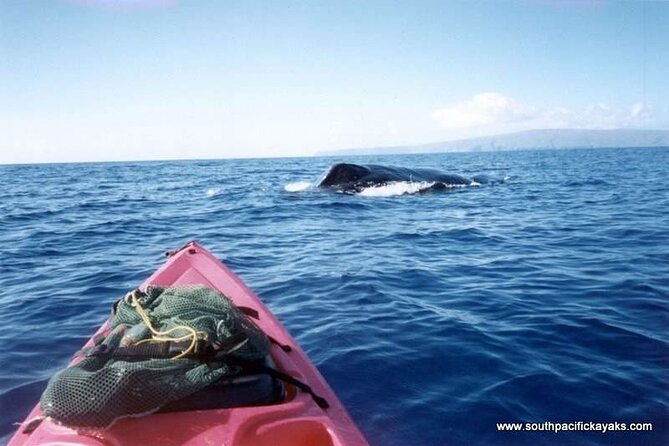 Maui South Shore Premier Kayak and Snorkel Tour from Makena Beach - Turtle Town and the Underwater Moment That Makes People Return