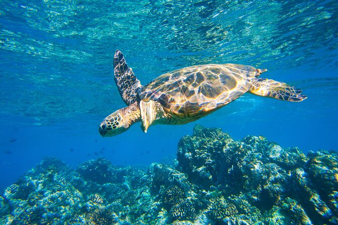 Maui South Shore Premier Kayak and Snorkel Tour from Makena Beach - The Mid-Trip Refreshment Break and What It Really Does