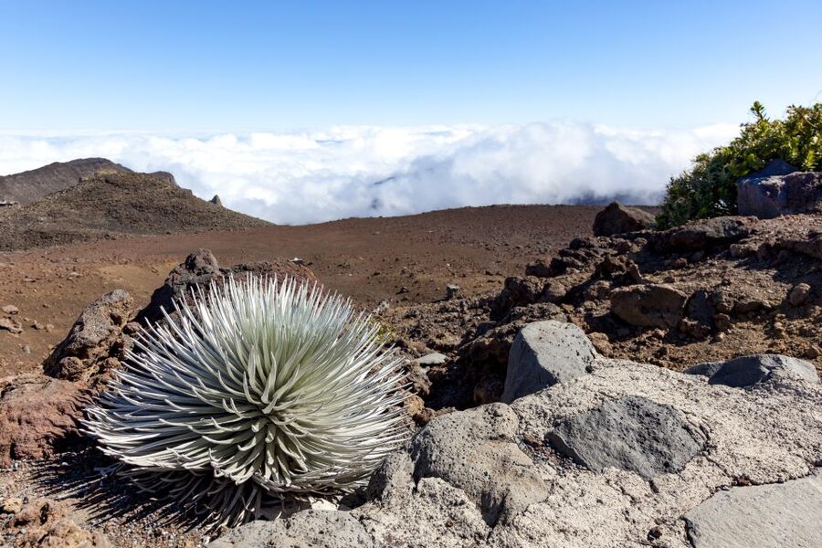 Maui: Sunrise & Breakfast Tour to Haleakala National Park - Price, Inclusions, and Value at $254 per Person