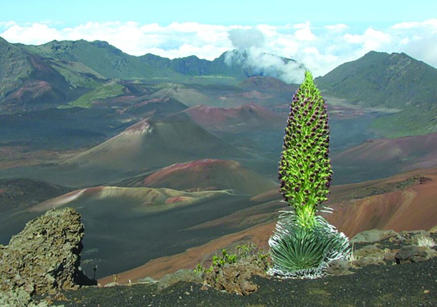 Maui: Sunset & Dinner Tour to Haleakala National Park - Getting Into Haleakala National Park: Expect Chilly Altitude Comfort