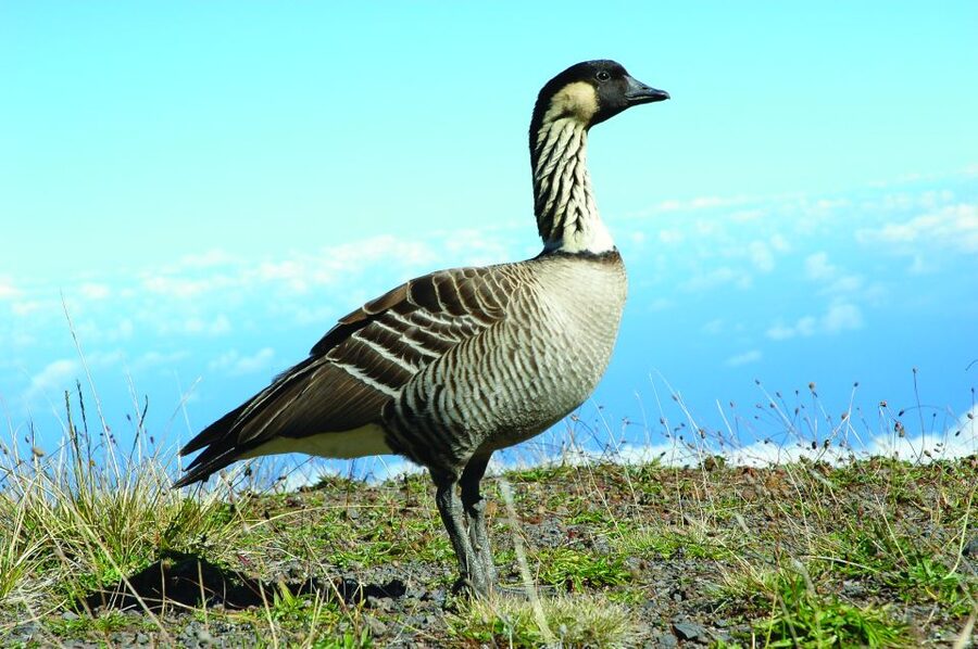 Maui: Sunset & Dinner Tour to Haleakala National Park - Who This Works for (And Who Should Skip It)