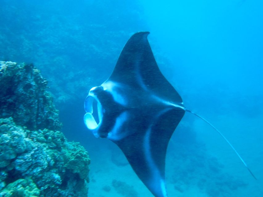 Maui: Turtle Town Kayak and Snorkel Tour - Your first steps on the beach: gear, safety, and confidence