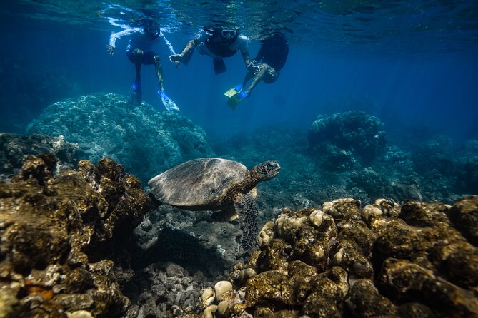 Maui: Turtle Town Snorkel with Photo and Video - The 1 hour Turtle Town snorkeling experience, what it feels like
