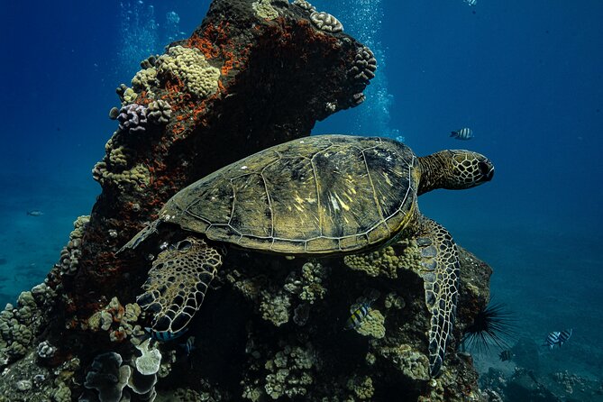 Maui: Turtle Town Snorkel with Photo and Video - Price and value: what $129 really buys you