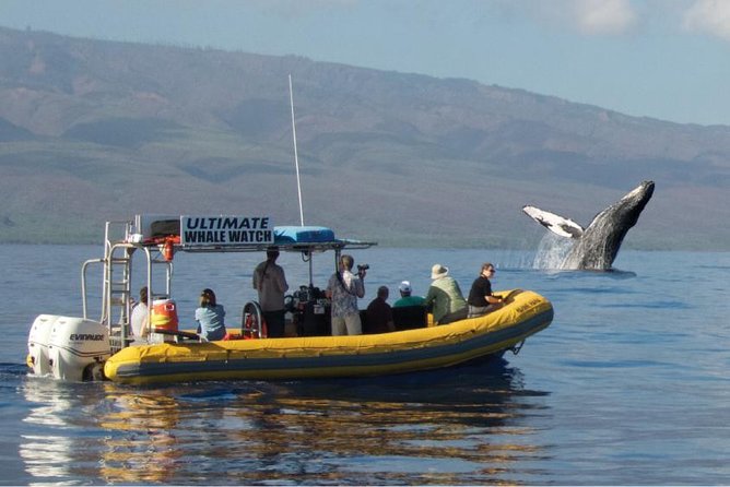 Maui: Ultimate Whale Watch from Lahaina - Quick Take: What Makes This Lahaina Whale Watch Work