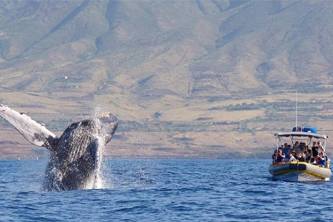 Maui: Ultimate Whale Watch from Lahaina - The Hydrophone Experience: Listening for Whale Song