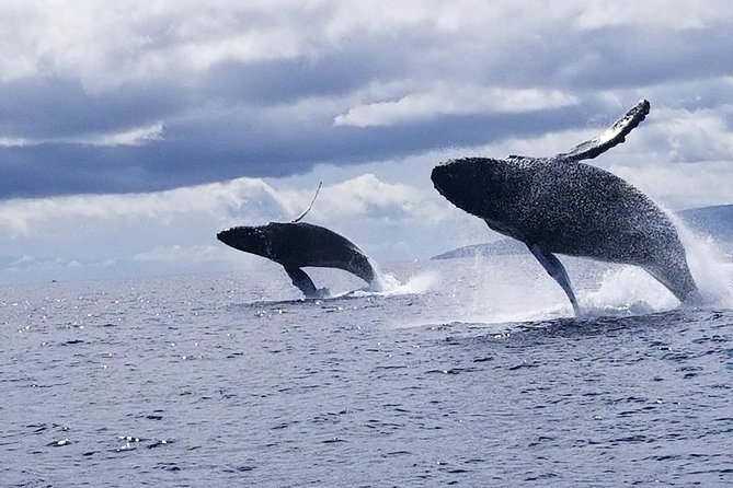Maui: Ultimate Whale Watch from Lahaina - Whales and Dolphins: How Close Is Close