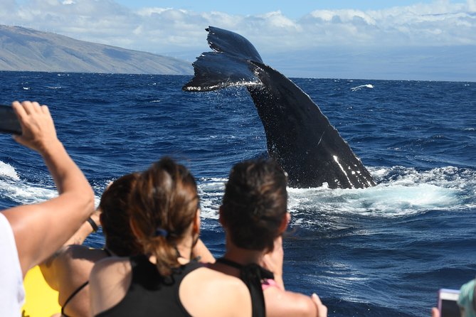 Maui: Ultimate Whale Watch from Lahaina - Crew Energy and Seating Reality: Comfort, View, and Photography