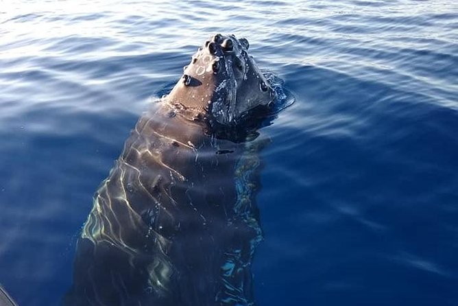 Maui: Ultimate Whale Watch from Lahaina - Value Check at $77: Is It Worth It?